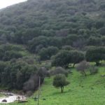 צעדת הארבל ה-13 על שם רועי דרור