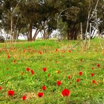 הדרום שוב אדום ופסטיבל "דרום אדום 2019" בסימן צמיחה והתחדשות