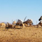 האם הקור באירופה מעודד תיירים להגיע בהמוניהם לחופשה בנגב….?  