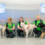פתרון יעיל לגילוי קורונה: כלבים בשירות נמל התעופה פינביה הלסינקי