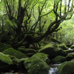 תיירות ברת קיימא ביפן: עשרה נושאים המציגים 50 חוויות וטיולים מגוונים