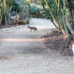 יללות זהובות: סיור אודיו ומציאות רבודה בעקבות התן הזהוב