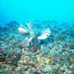 לרגל חודש "אדם וים": שמורות טבע ימיות למען עתידו של הים התיכון
