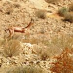 אושרה תוכנית לשמורת הטבע "רמת מזר וחווארי הכיכר", במועצה האזורית תמר