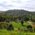 מטיילים בחג האביב באתרי קק"ל היפים והפורחים