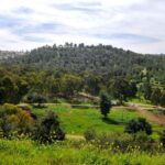 מטיילים בחג האביב באתרי קק"ל היפים והפורחים