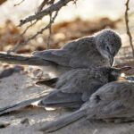 הערבה התיכונה מציינת את יום איכות הסביבה העולמי בסיורים וטבע