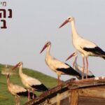 "בנתיבי הנדידה" 2024: סיורי צפרות לבעלי מעוף באתר "נהריים בגשר"