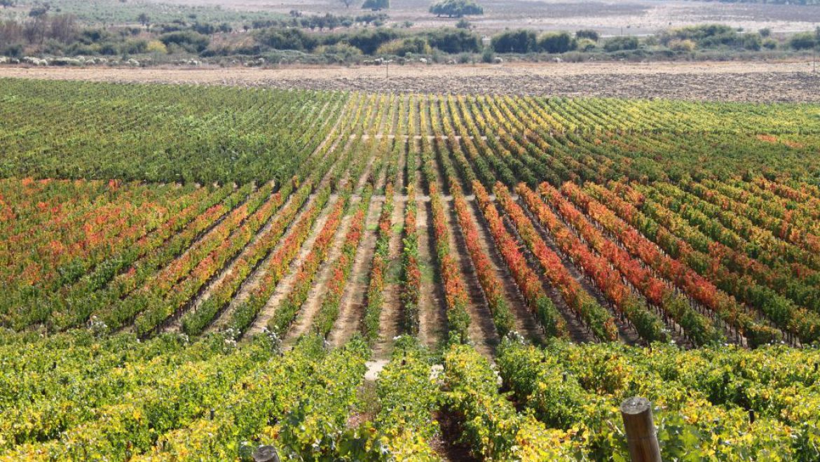כרם ב-Colchagua Valley, ביתם של כמה מיצרני היין הבולטים בצ'ילה. צילום Depositphotos הוועידה העולמית הרביעית לתיירות היין התכנסה בצ’ילה