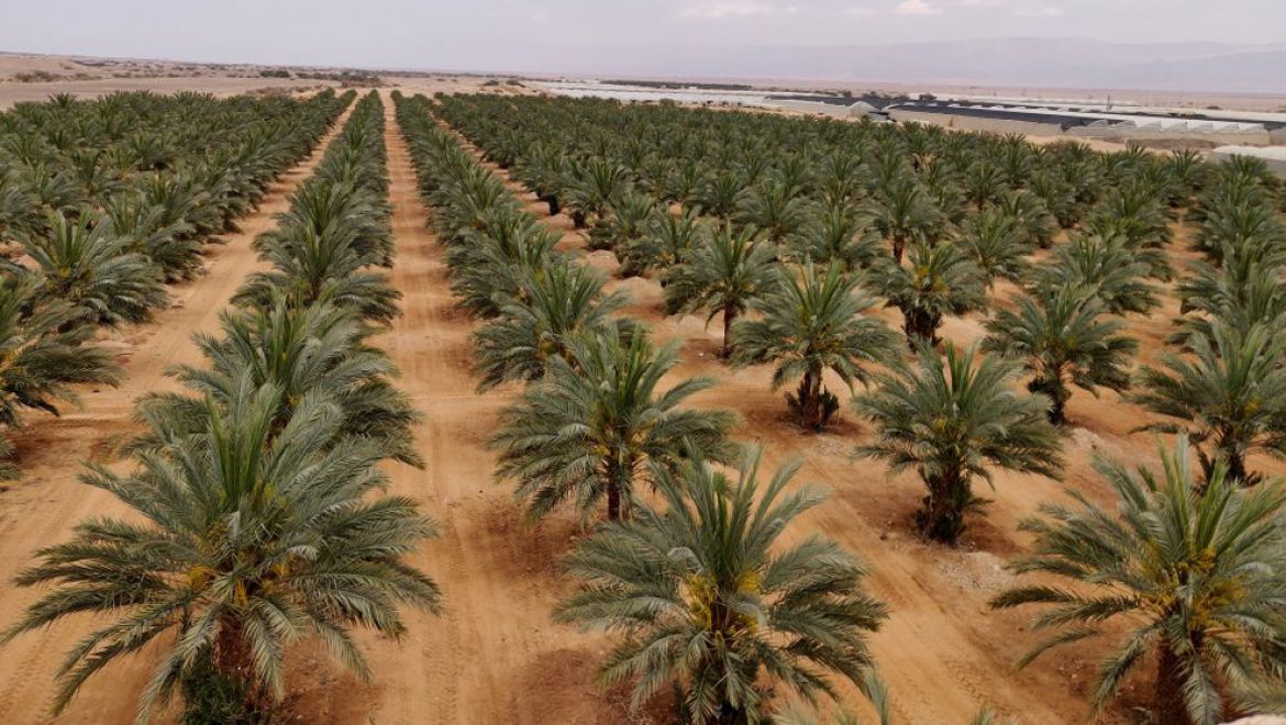 מטע דקלים בערבה התיכונה. ענף התיירות בערבה התיכונה החל לפני כ-23 שנים. צילום תקשורות מחרתיים: יריד “תיירות במדבר” בעין יהב