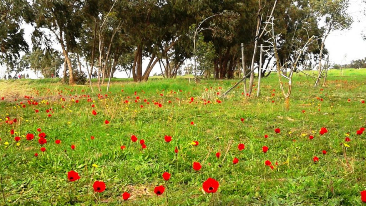 כי האדם עץ השדה וכלניות לוהטות, ביער בארי-צומת סעד. צילום שוש להב הדרום שוב אדום ופסטיבל “דרום אדום 2019” בסימן צמיחה והתחדשות