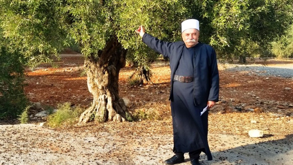 מוחמד זוהד, איש דת דרוזי מבית ג'אן, מסביר על עצי הזית. צילום שוש להב רבע מאה מלאה לפסטיבל “ימי ענף הזית”