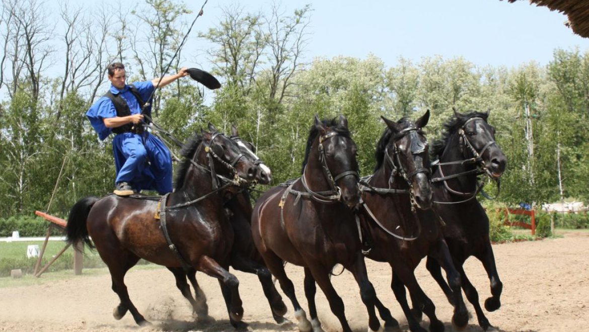 מופע סוסים מלהיב בחוות לאזאר. צילום Lázár equestrian park בין בודפשט לדברצן: טוק טוק, ספא וסוסים שמבינים הונגרית