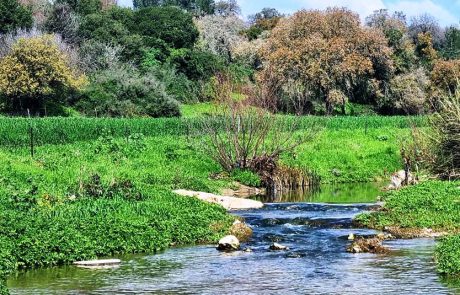 פסטיבל האביב בנחל ציפורי: חגיגה גלילית של טבע, מוזיקה ורב תרבותיות