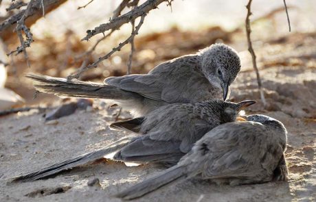 הערבה התיכונה מציינת את יום איכות הסביבה העולמי בסיורים וטבע