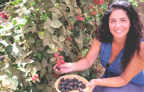 בוסתן 'בראשית' בעין זיוון בצפון רמת הגולן, מזמין לקטיף עצמי