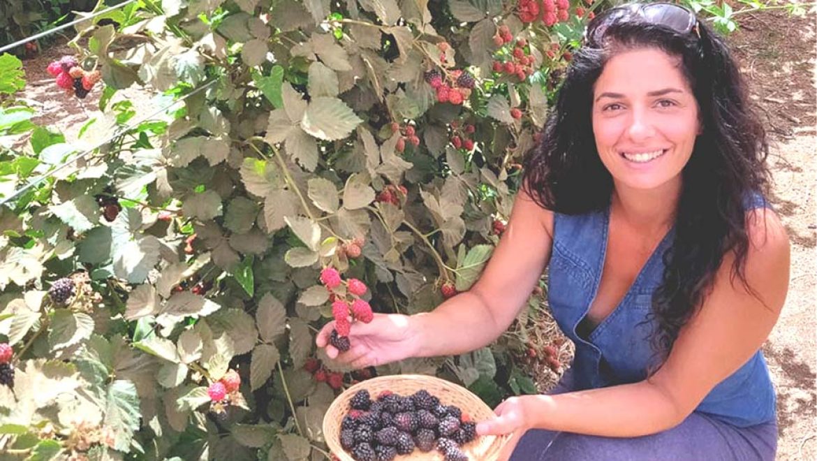 קטיף עצמי בבוסתן בראשית. צילום באדיבות בוסתן בראשית עין זיוון בוסתן 'בראשית' בעין זיוון בצפון רמת הגולן, מזמין לקטיף עצמי