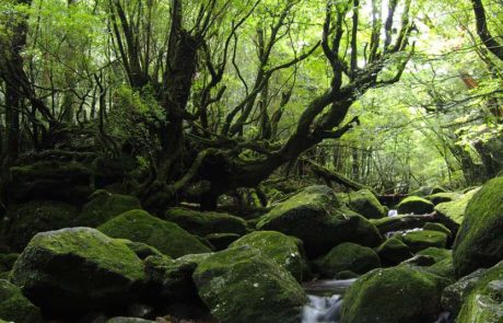 תיירות ברת קיימא ביפן: עשרה נושאים המציגים 50 חוויות וטיולים מגוונים