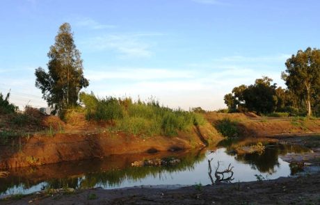משקמים את נחל הירקון ומחזירים את הירוק למטרופולין