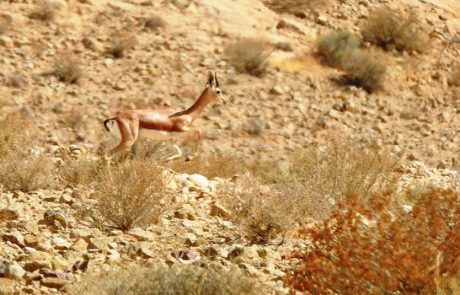 אושרה תוכנית לשמורת הטבע "רמת מזר וחווארי הכיכר", במועצה האזורית תמר