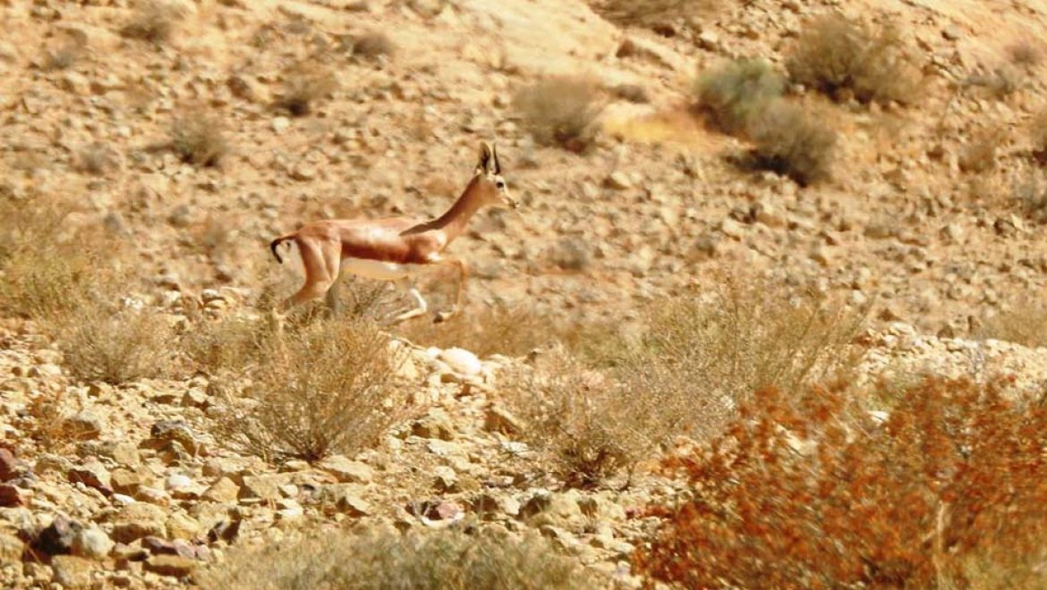 אושרה תוכנית לשמורת הטבע "רמת מזר וחווארי הכיכר", במועצה האזורית תמר