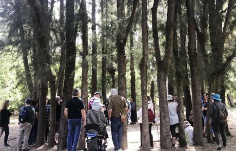 טיולים בעקבות סיפורי עצים מיוחדים, סיורי ערב קסומים וגמר חידון 2023
