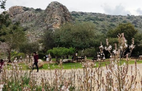 המוני ישראלים יצאו לטבע ולמדו על פרחים בסכנת הכחדה