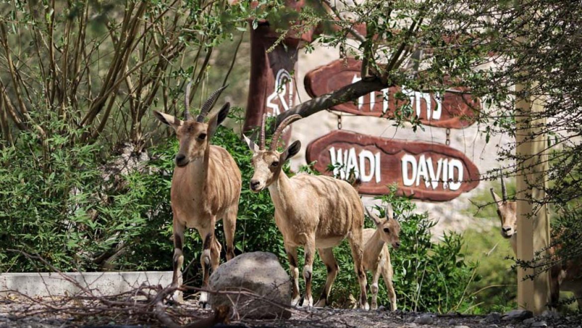 יובל לשמורת הטבע עין גדי: רט"ג תקיים כנס מקצועי וערב נוסטלגי