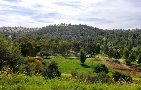 מטיילים בחג האביב באתרי קק"ל היפים והפורחים