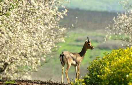 עם ישראל טייל בהמוניו, בשבת הראשונה לאחר פתיחת הסגר