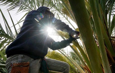 יריד תיירות מדברית: להפוך את אזור הנגב בארץ ליעד תיירותי מבוקש