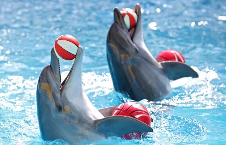 מיראל הודיעה על פתיחתו של SeaWorld® Abu Dhabi ב-2023