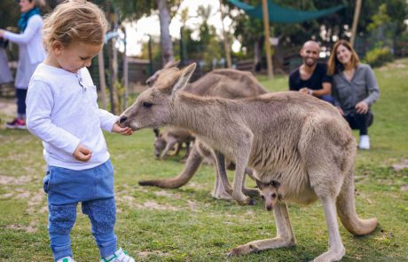בישראל מתגייסים להצלת בעלי החיים באוסטרליה