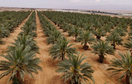 מחרתיים: יריד "תיירות במדבר" בעין יהב