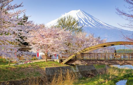 בגלל ההתחממות הגלובלית המוני תיירים יחמיצו את פריחת הדובדבן ביפן