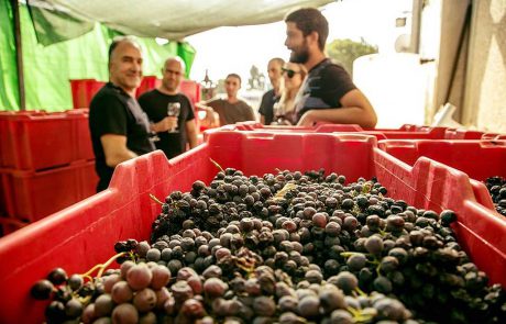 ביקב הבוטיק בהט בעין זיון היין מופק באופן ידני מסורתי